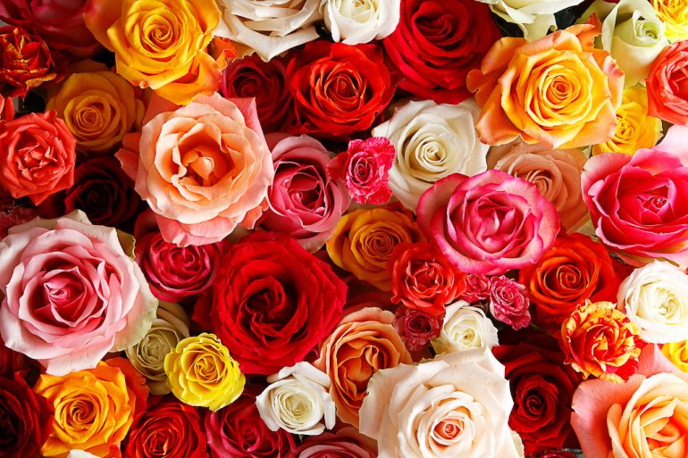 アフリカローズの薔薇1
