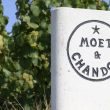 Moet & Chandon Vineyards 2